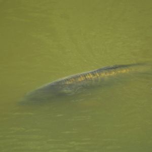 Leonardslee May 2009