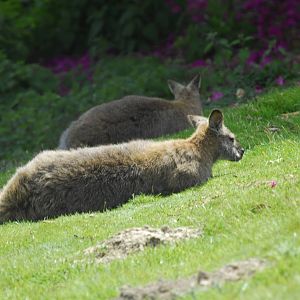 Leonardslee May 2009