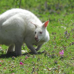 Leonardslee May 2009
