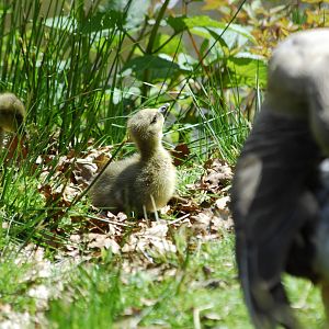 Leonardslee May 2009