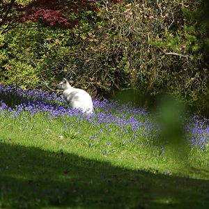 Leonardslee May 2009