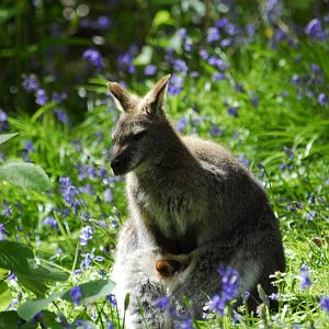 Leonardslee May 2009