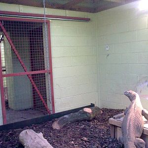 Komodo Dragon Exhibit