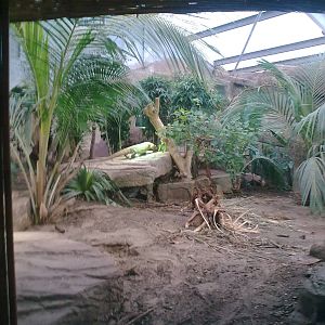 Komodo Dragon Exhibit