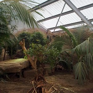 Komodo Dragon Exhibit