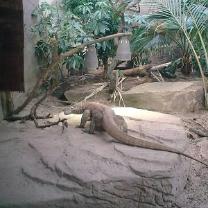 Komodo Dragon Exhibit