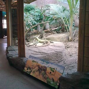Komodo Dragon Exhibit