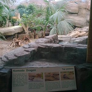 Komodo Dragon Exhibit