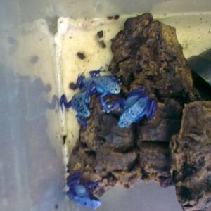 Off show froglet nursery