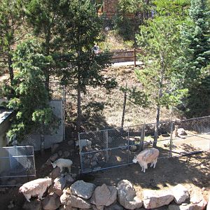 Cheyenne Mountain Zoo 2010 - Rocky Mountain Goat exhibit seen from the chai