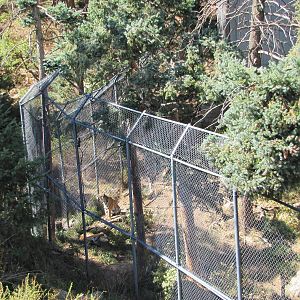 Cheyenne Mountain Zoo 2010 - Amur Tiger exhibit seen from the chairlift