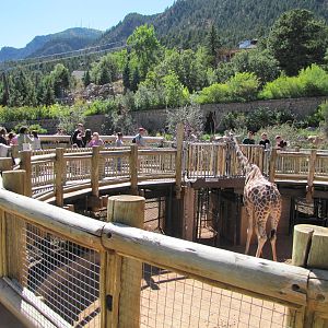 Cheyenne Mountain Zoo 2010 - Giraffe exhibit