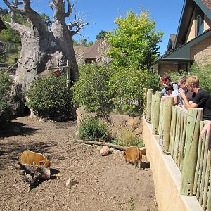Cheyenne Mountain Zoo 2010 - Red River Hog exhibit
