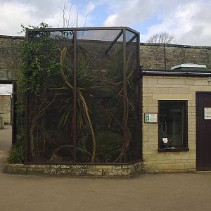 Cotton-top Tamarin Exhibit