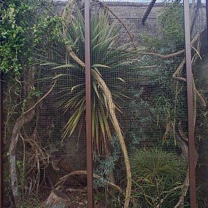 Cotton-top Tamarin Exhibit