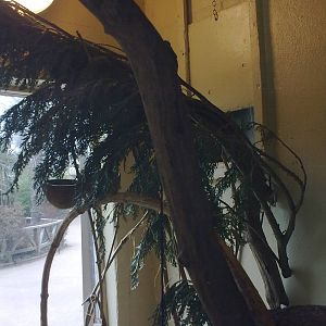 Cotton-top Tamarin Exhibit