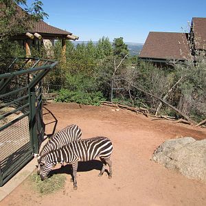 Cheyenne Mountain Zoo 2010 - Grants Zebra