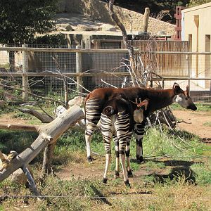 Cheyenne Mountain Zoo 2010 - Okapi