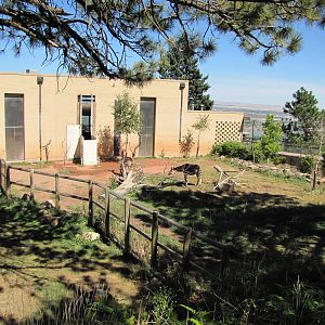 Cheyenne Mountain Zoo 2010 - Okapi exhibit