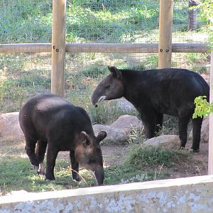 Cheyenne Mountain Zoo 2010 - Mountain Tapirs