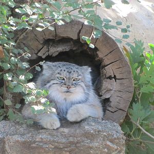 Cheyenne Mountain Zoo 2010 - Pallas Cat