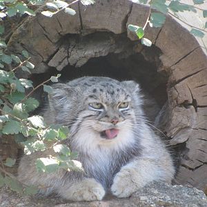 Cheyenne Mountain Zoo 2010 - Pallas Cat