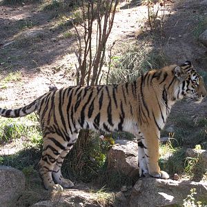 Cheyenne Mountain Zoo 2010 - Amur Tiger