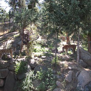 Cheyenne Mountain Zoo 2010 - Amur Tigers