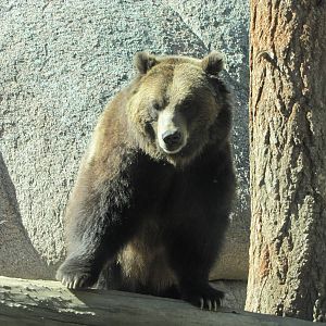 Cheyenne Mountain Zoo 2010 - Grizzly Bear