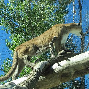 Cheyenne Mountain Zoo 2010 - Cougar