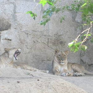 Cheyenne Mountain Zoo 2010 - African Lions