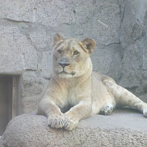 Cheyenne Mountain Zoo 2010 - African Lion