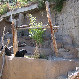 Cheyenne Mountain Zoo 2010 - Asiatic Black Bear exhibit