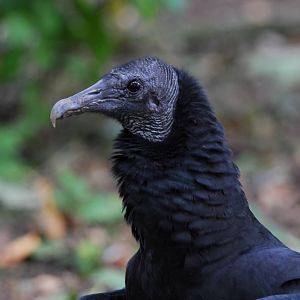 Vulture Awareness Day 2009