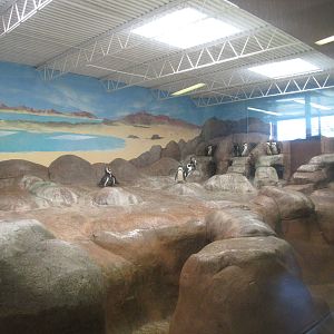Cheyenne Mountain Zoo 2010 - Jackass Penguin exhibit inside the Aquatics bu