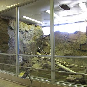 Cheyenne Mountain Zoo 2010 - American Beaver exhibit inside the Aquatics bu