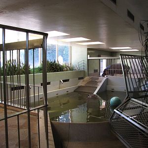 Cheyenne Mountain Zoo 2010 - Nile Hippopotamus exhibit inside the Aquatics