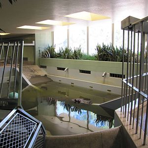 Cheyenne Mountain Zoo 2010 - Nile Hippopotamus exhibit inside the Aquatics