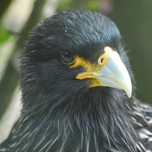 Vulture Awareness Day 2009