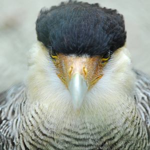 Vulture Awareness Day 2009