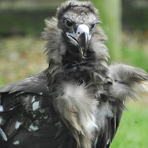 Vulture Awareness Day 2009