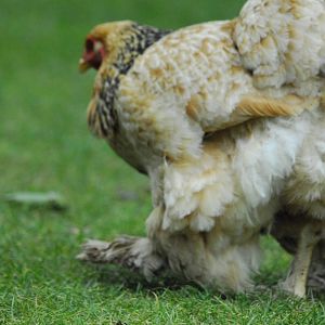 Vulture Awareness Day 2009