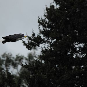 Vulture Awareness Day 2009
