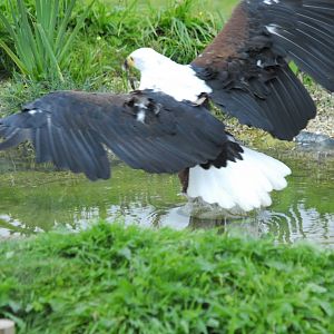 Vulture Awareness Day 2009