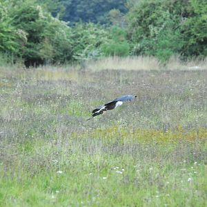 Vulture Awareness Day 2009