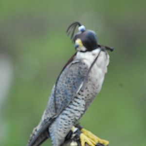 Vulture Awareness Day 2009