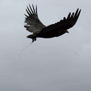 Vulture Awareness Day 2009