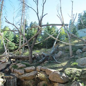 Cheyenne Mountain Zoo 2010 - Outdoor Gorilla exhibit