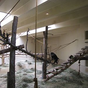Cheyenne Mountain Zoo 2010 - Indoor Lion-tailed Macaque exhibit