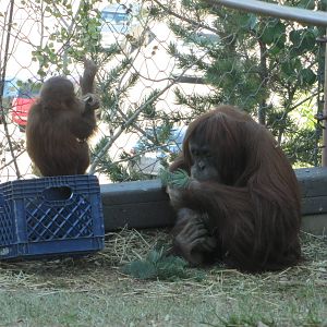 Cheyenne Mountain Zoo 2010 - Orangutan with young